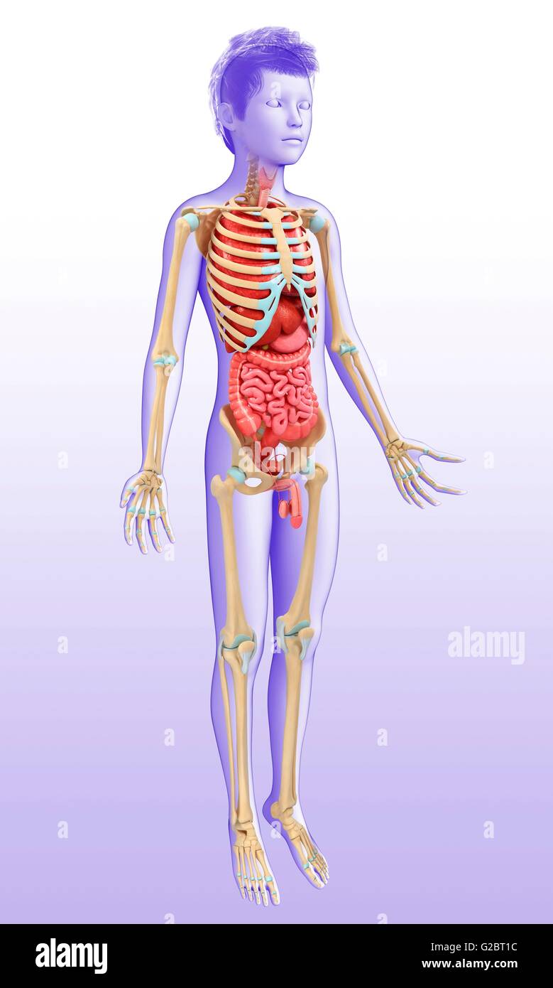 Internal Skeleton High Resolution Stock Photography and Images - Alamy