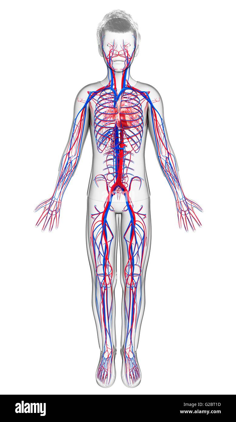 Cardiovascular System Illustration High Resolution Stock Photography