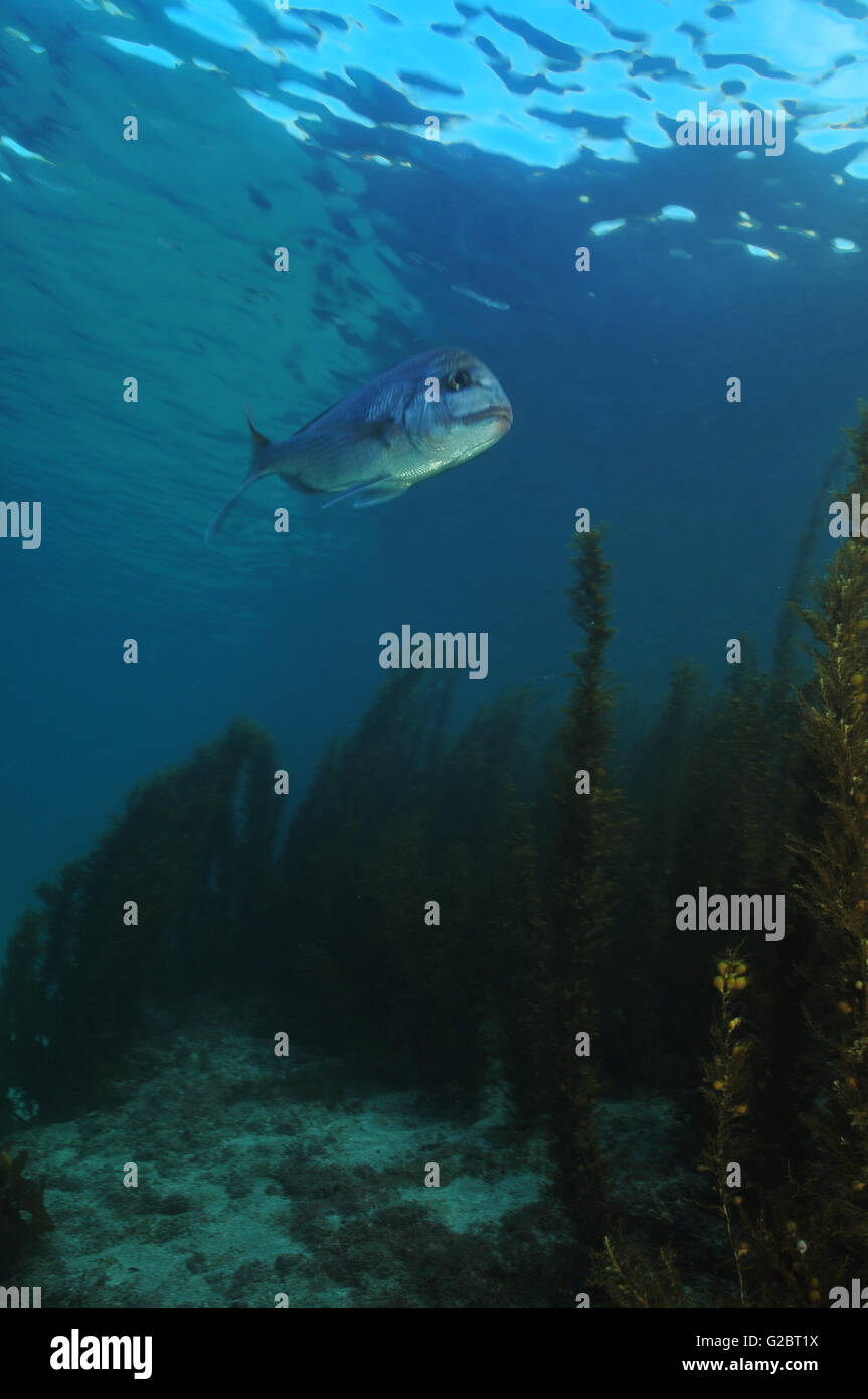 Australasian snapper Pagrus auratus Stock Photo