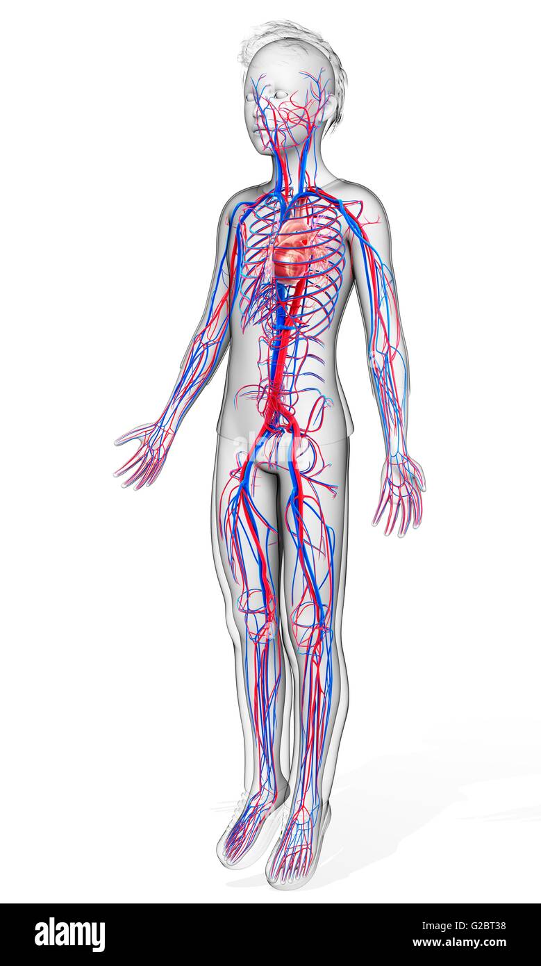Human cardiovascular system, illustration Stock Photo - Alamy