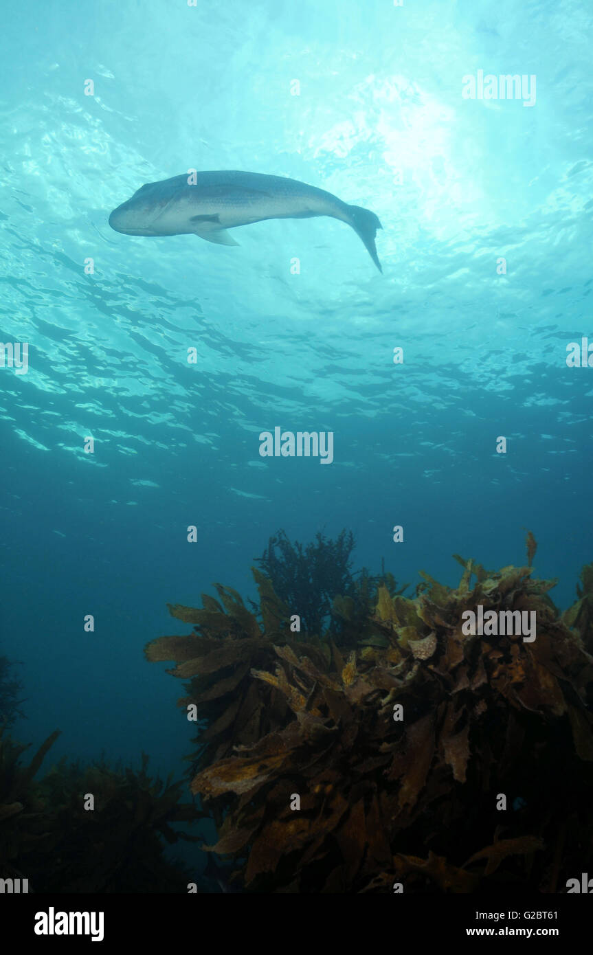 Australasian snapper Pagrus auratus Stock Photo