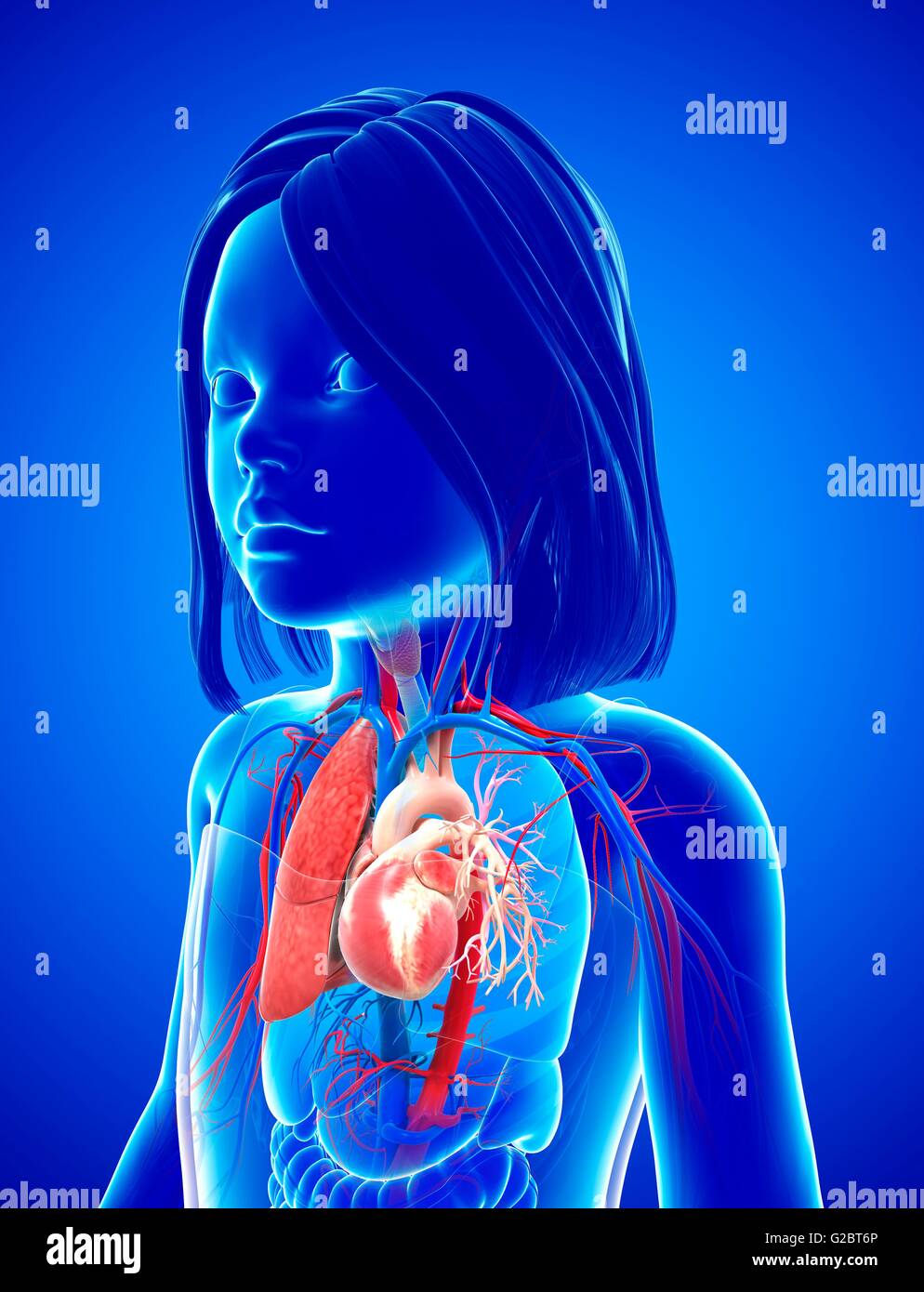 Respiratory system of a child, illustration. Stock Photo