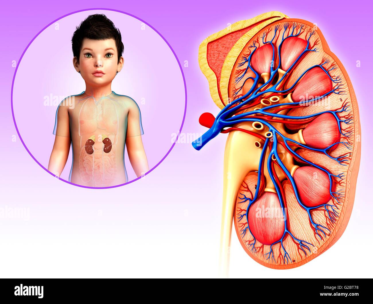 Infant Kidneys Child kidney hi-res stock photography and images - Alamy