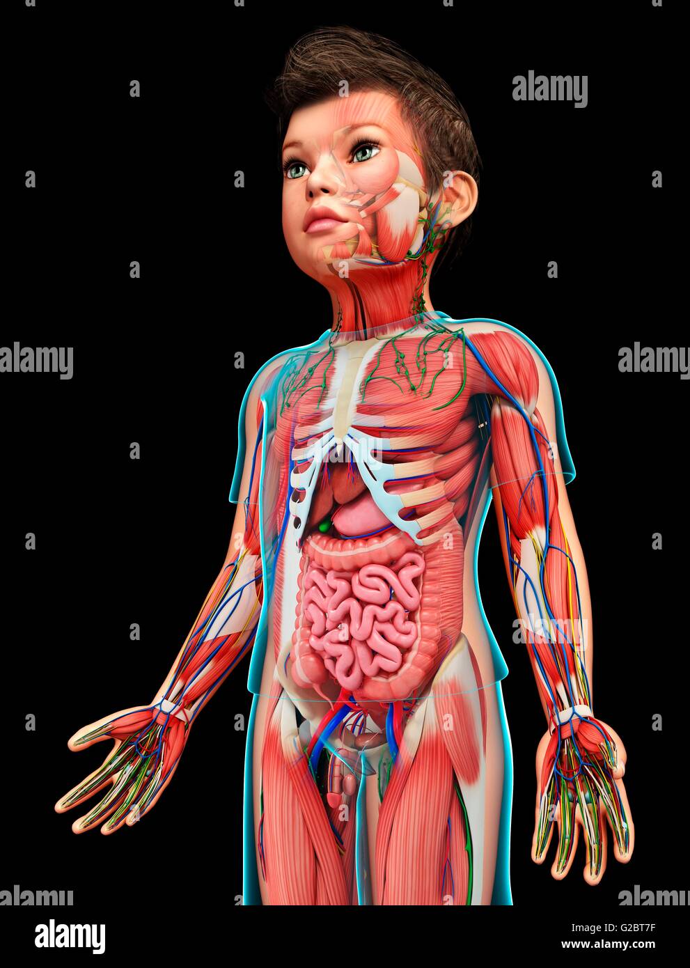 Child anatomy organs hi-res stock photography and images - Alamy, image size:991x1390
