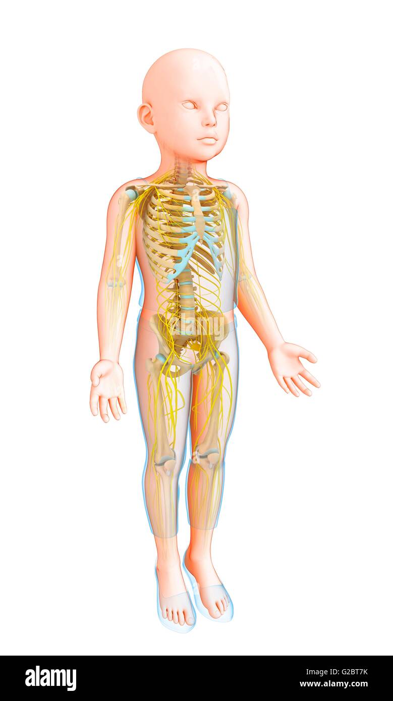 res stock photography and images Biology Diagrams