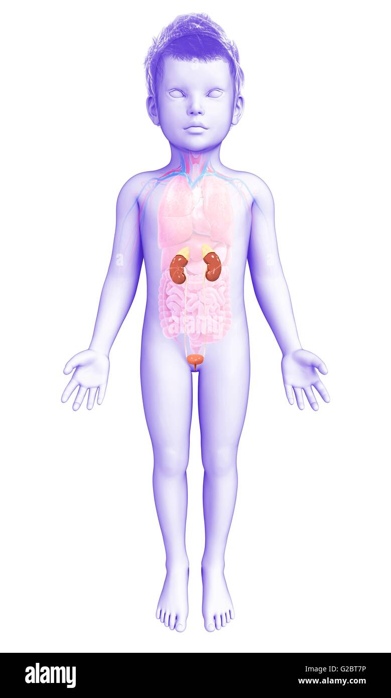 Infant Kidneys Kidneys of a child, illustration Stock Photo - Alamy