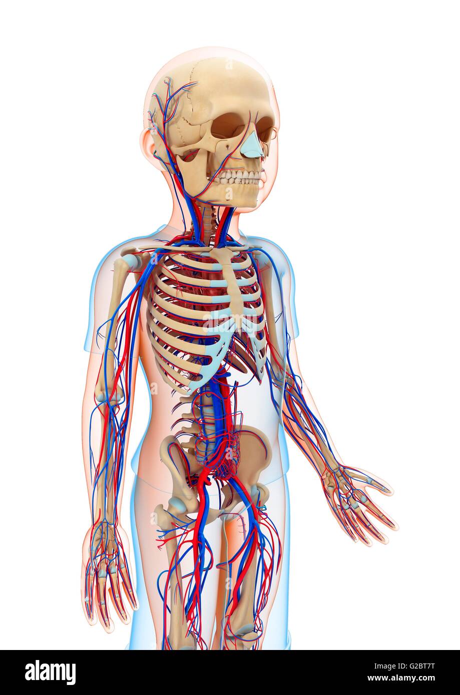 res stock photography and images Biology Diagrams