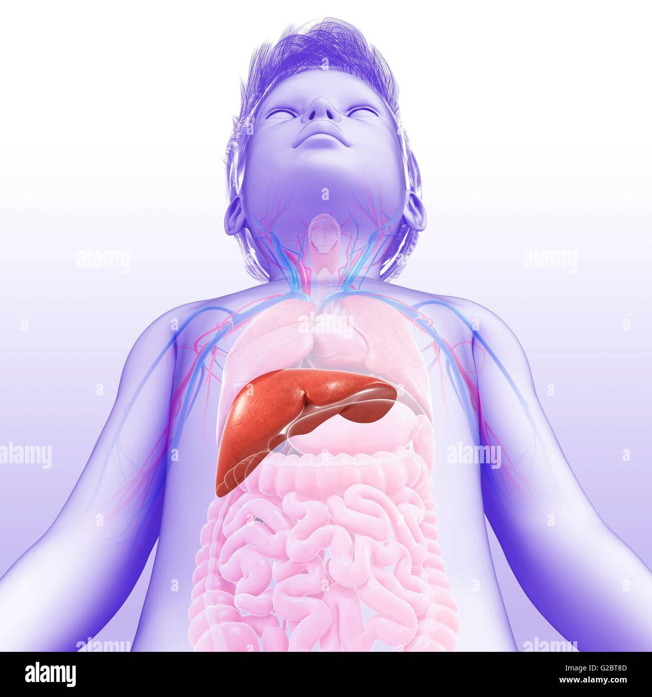 Liver Child Illustration Stock Photos & Liver Child Illustration Stock