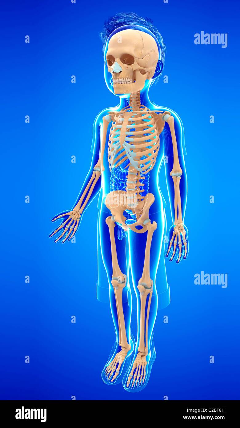 Skeletal System Diagram For Kids Biology Diagrams