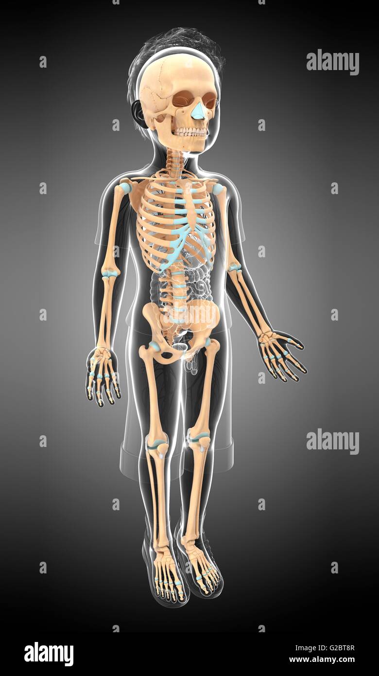 Skeletal system of a child, illustration Stock Photo Biology Diagrams