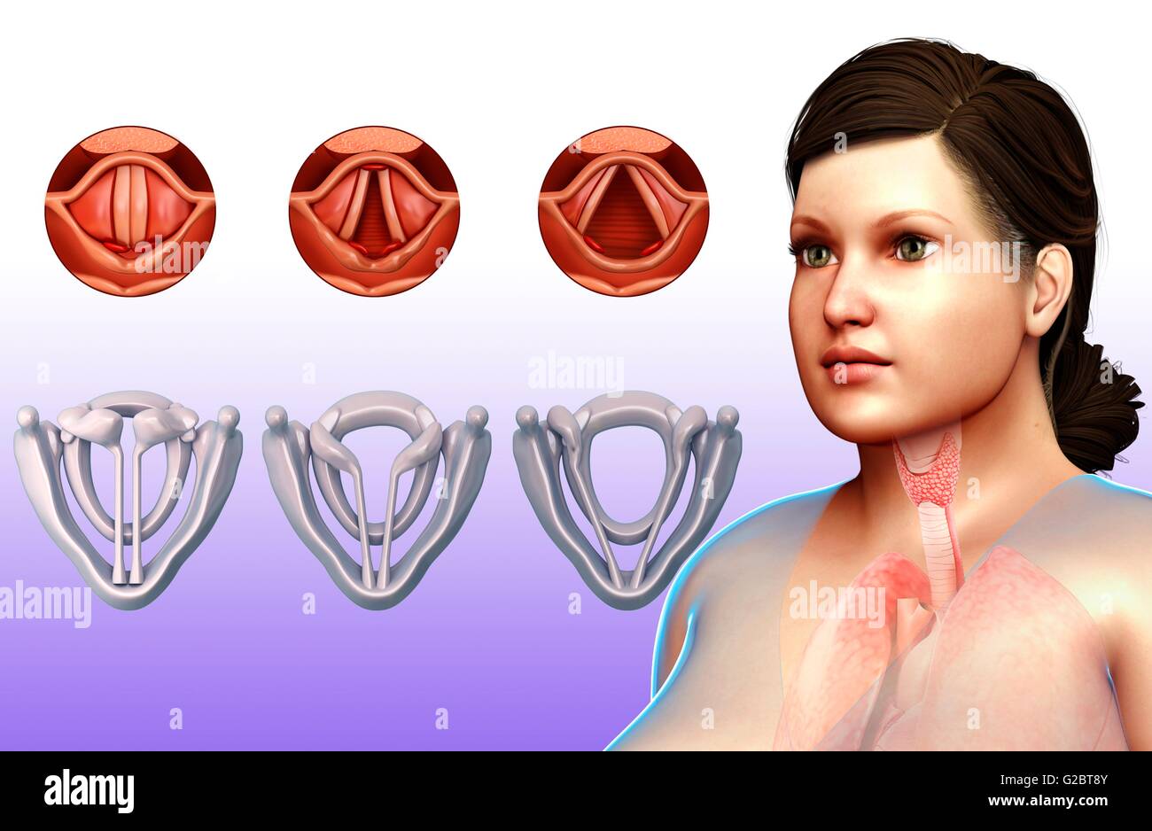 Human vocal cords and larynx, illustration Stock Photo Alamy