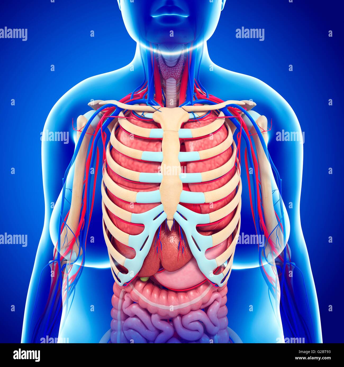 Human Ribcage And Internal Organs Illustration Stock Photo Alamy