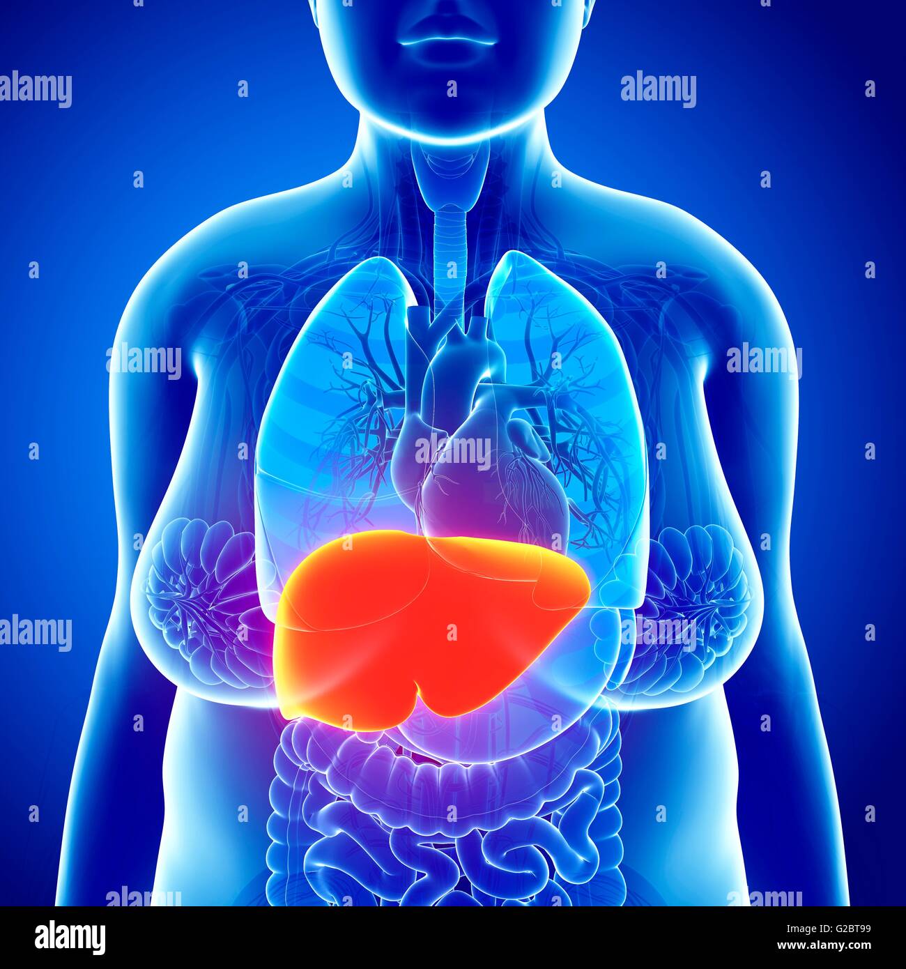 Human liver, illustration Stock Photo - Alamy