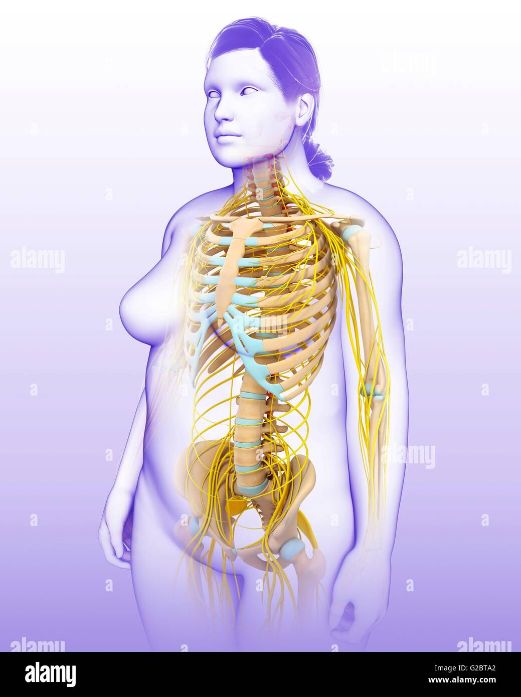 Nerves Of Ribs Ribs nerves system hi-res stock photography and images - Alamy