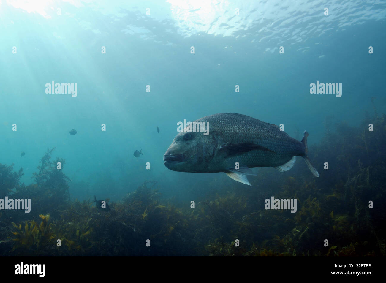 Big snapper turning in shallow water Stock Photo - Alamy