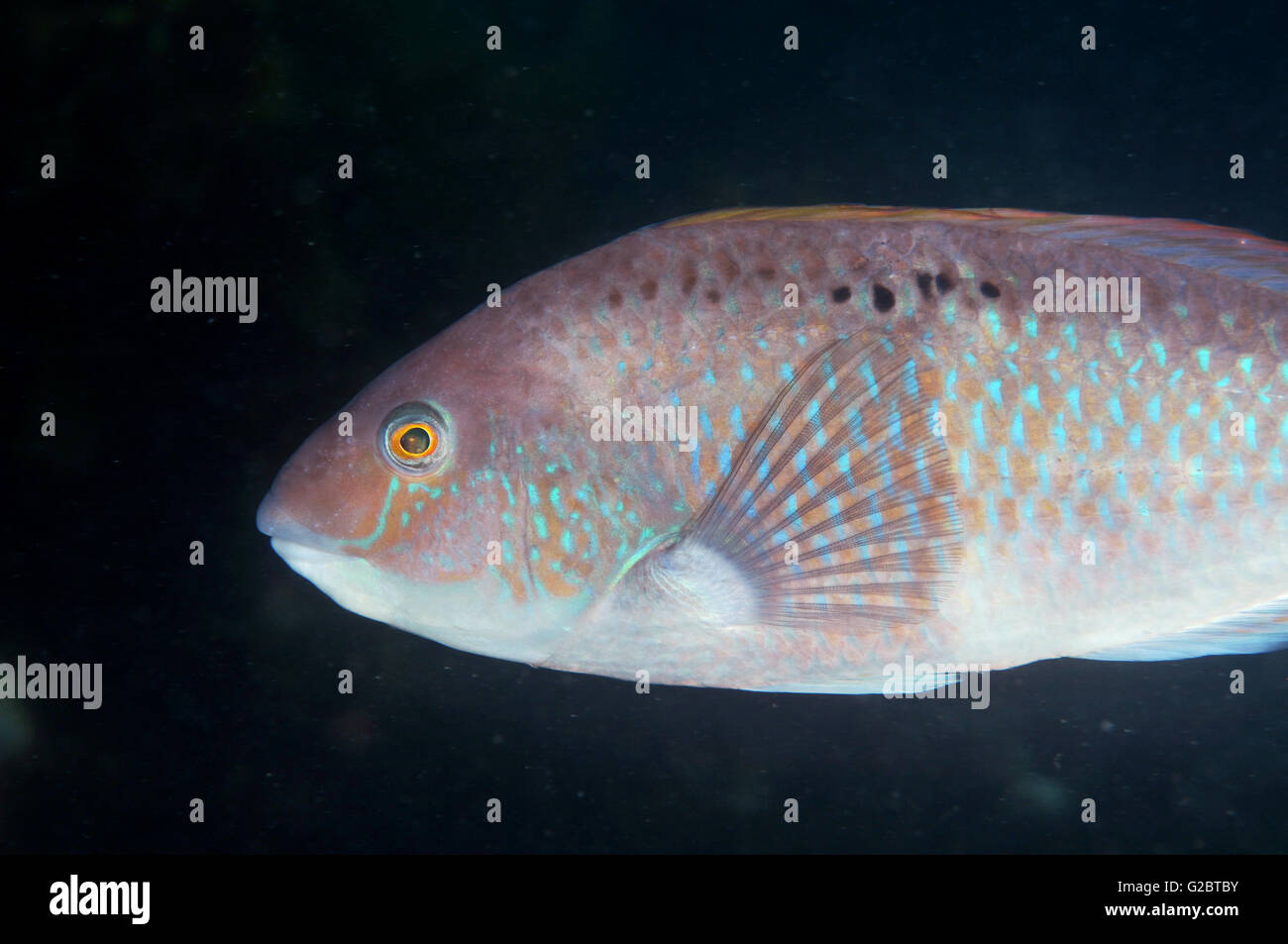 Spotty Notolabrus celidotus in dark water Stock Photo