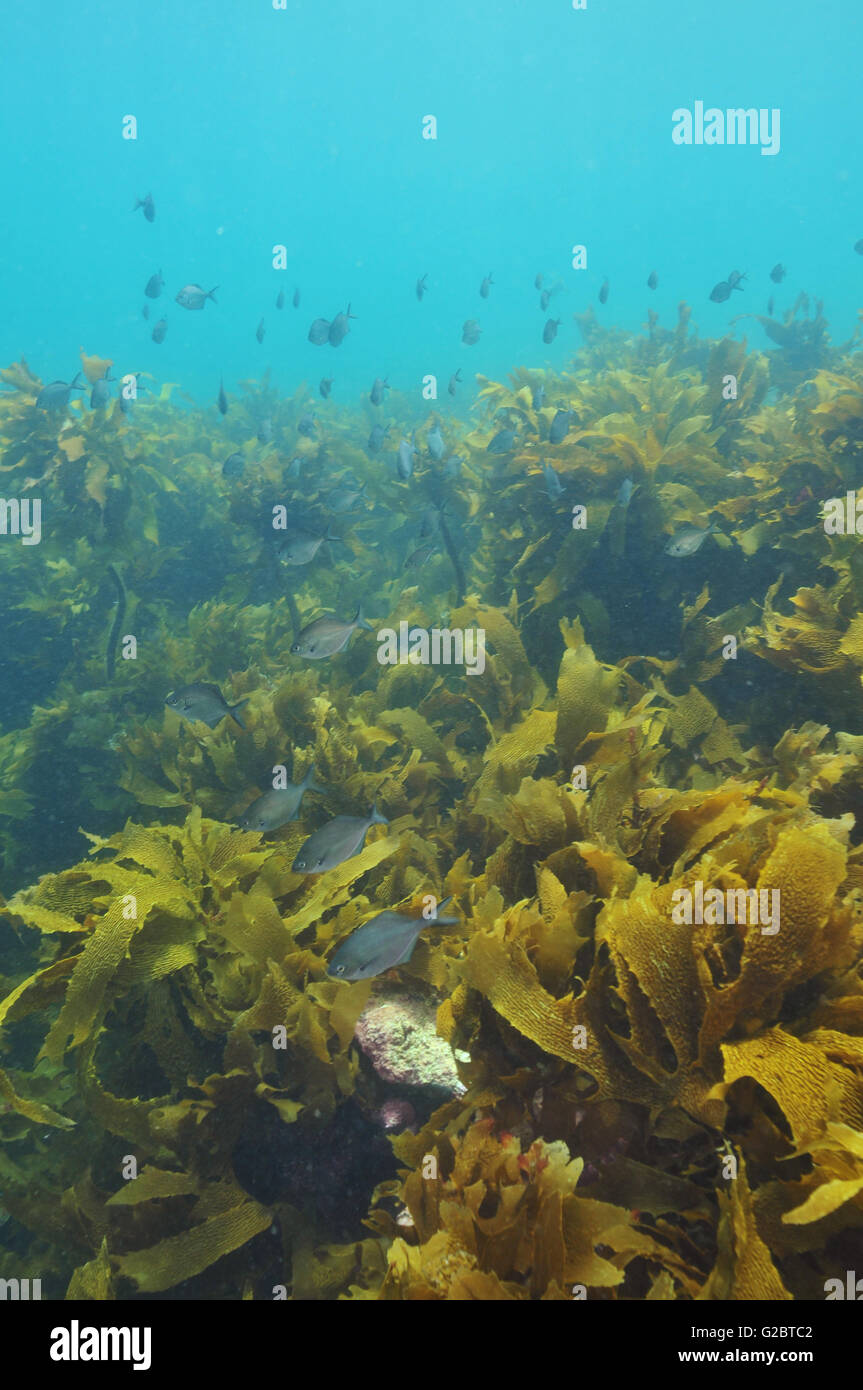 Fish hovering above kelp Stock Photo