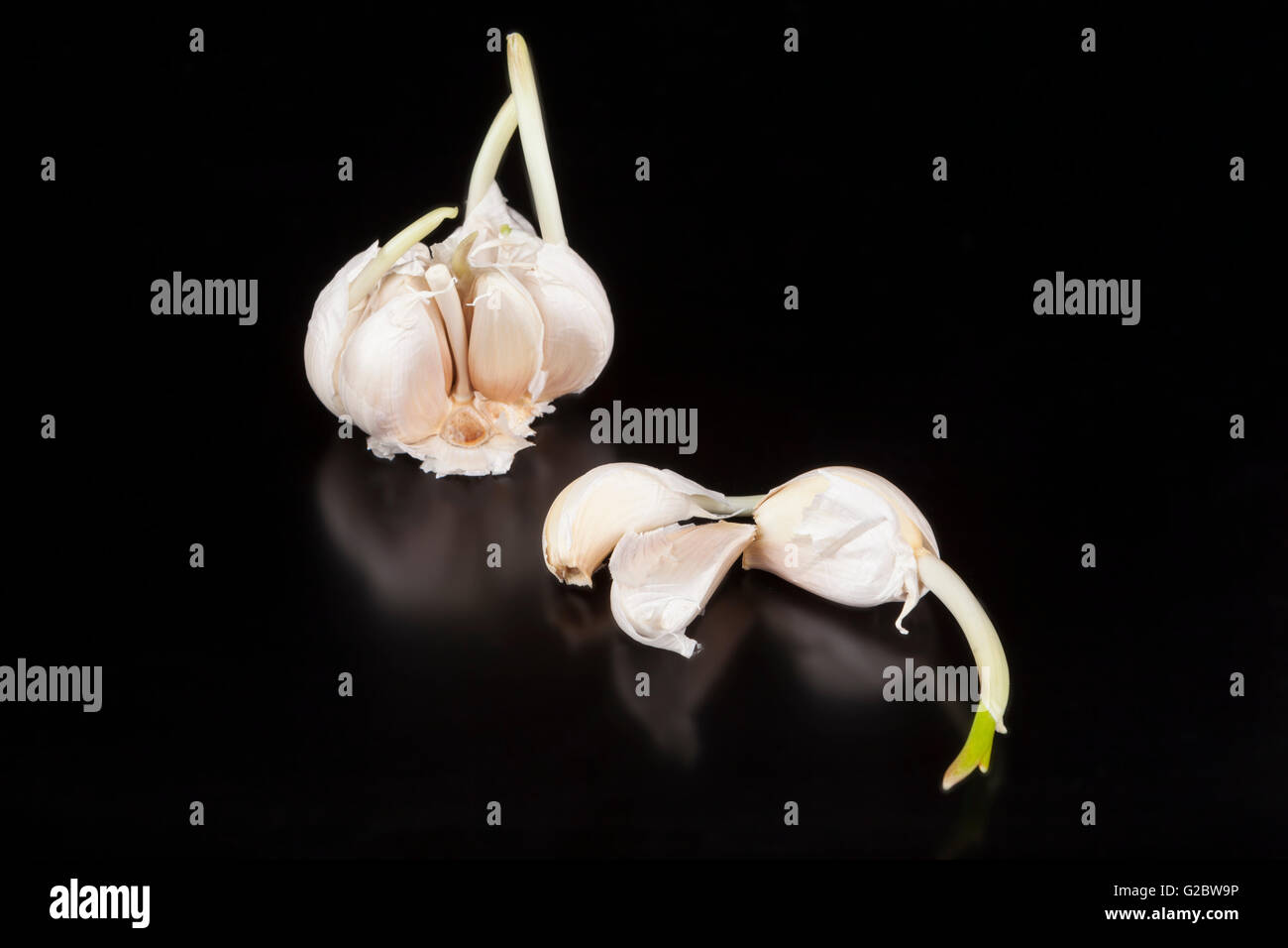 Garlic isolated on black background Stock Photo - Alamy