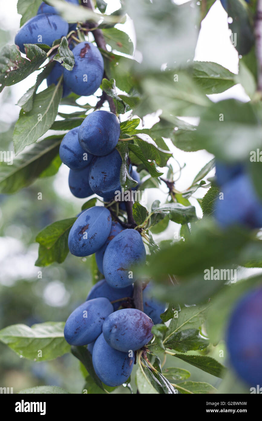 Branch full with jucy sweet plums Stock Photo