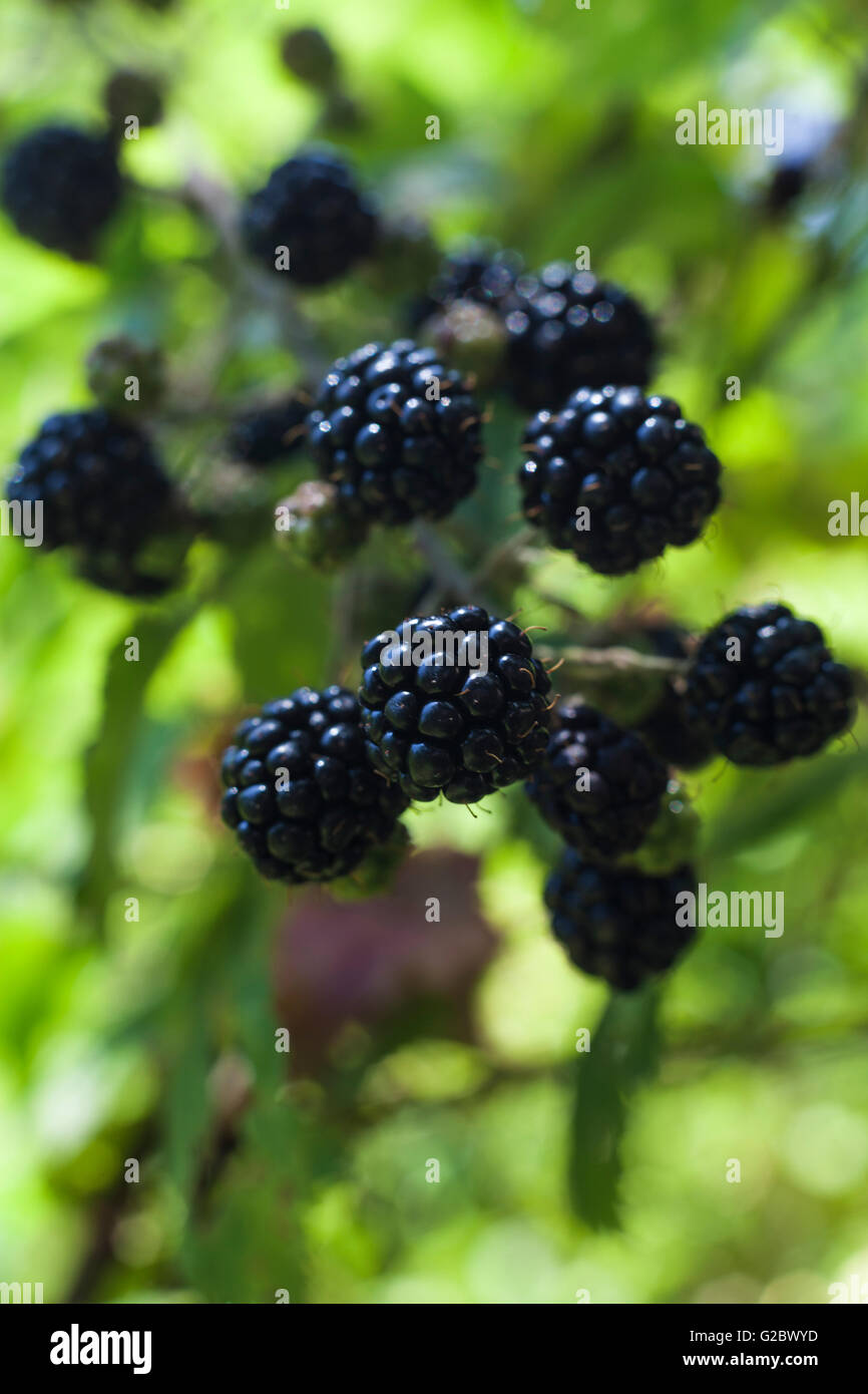 Shrubby Blackberry - Brameberry - Brambleberry - Wild Blackberry