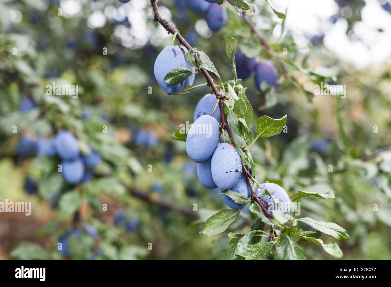 Branch full with jucy sweet purple plums Stock Photo