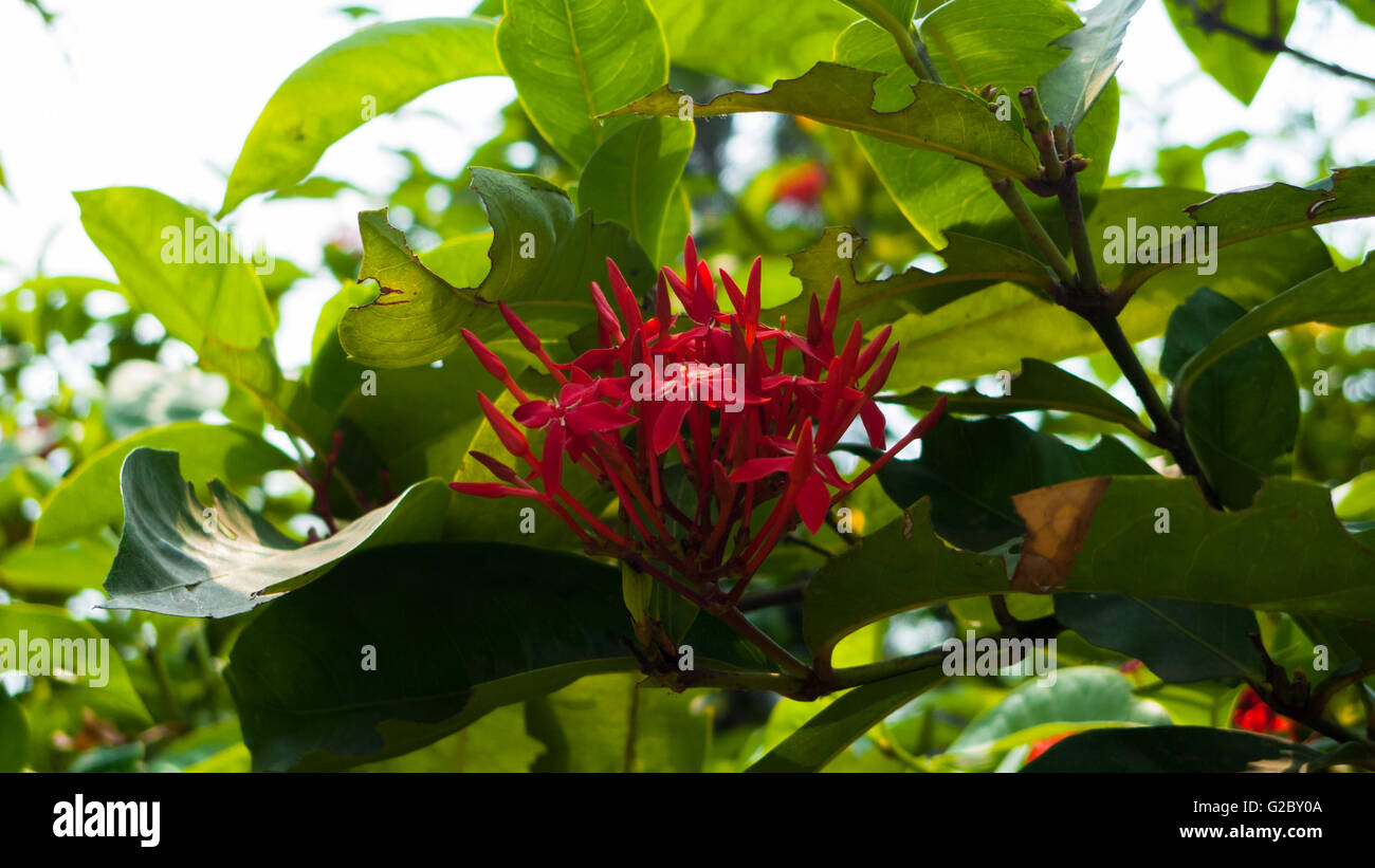 Red jasmine flower hires stock photography and images Alamy