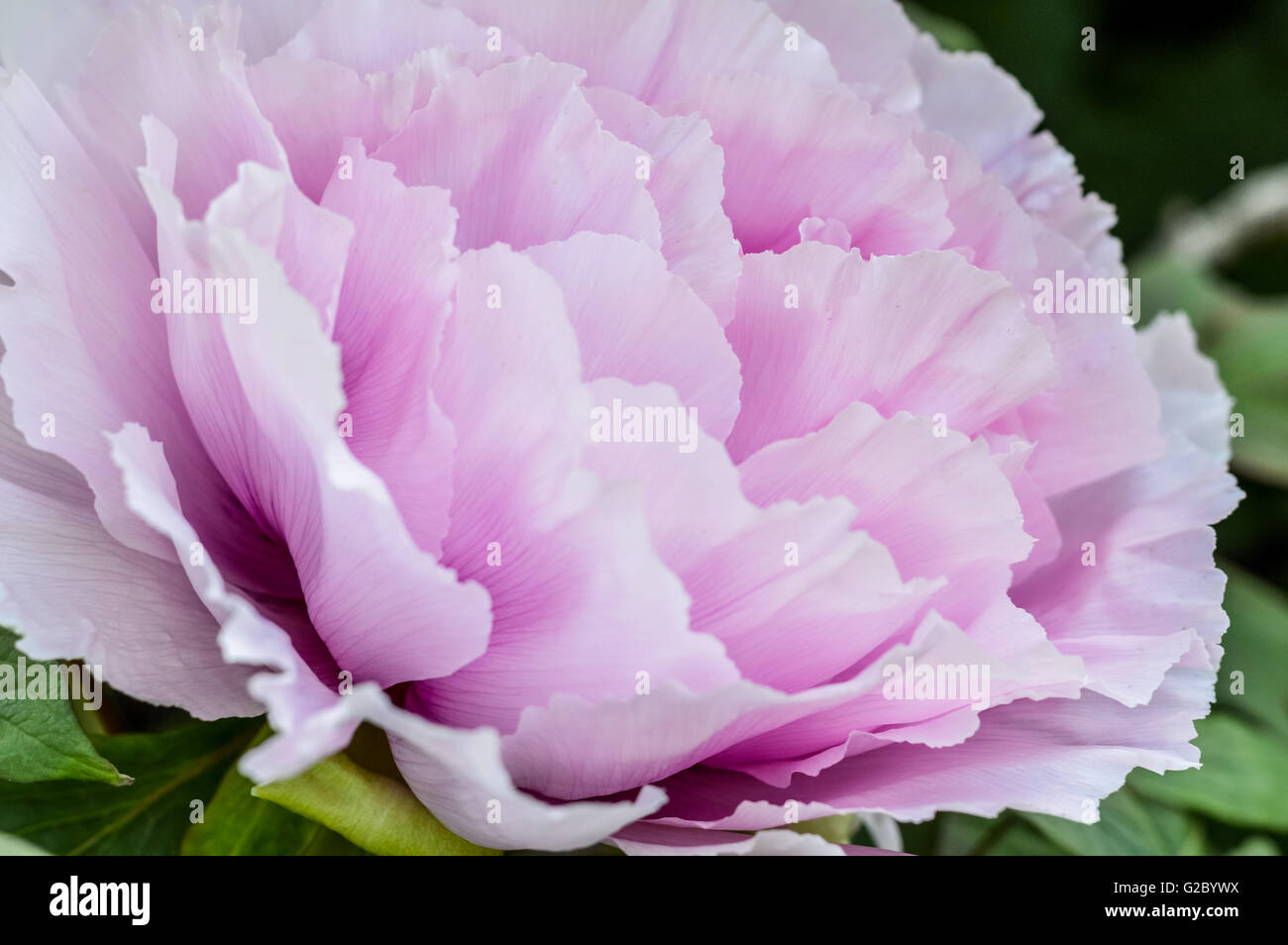 close up of a soft pink giant peony flowerhead Stock Photo