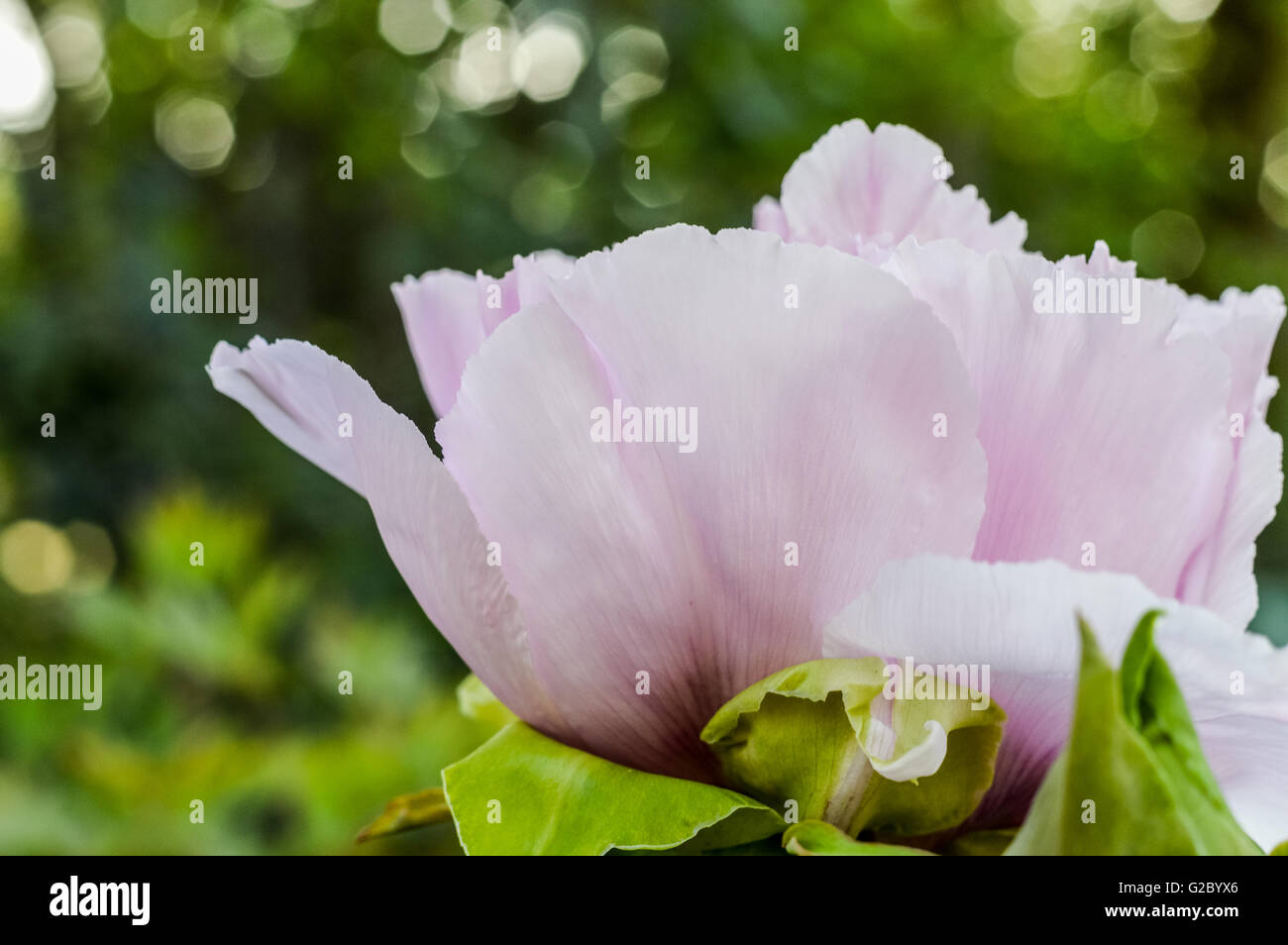 close up of a soft pink giant peony flowerhead profile view Stock Photo