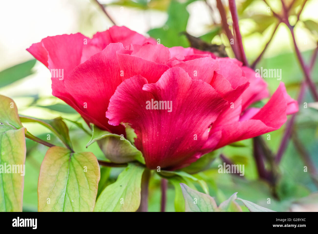 close up of a bright pink red giant peony flowerhead Stock Photo