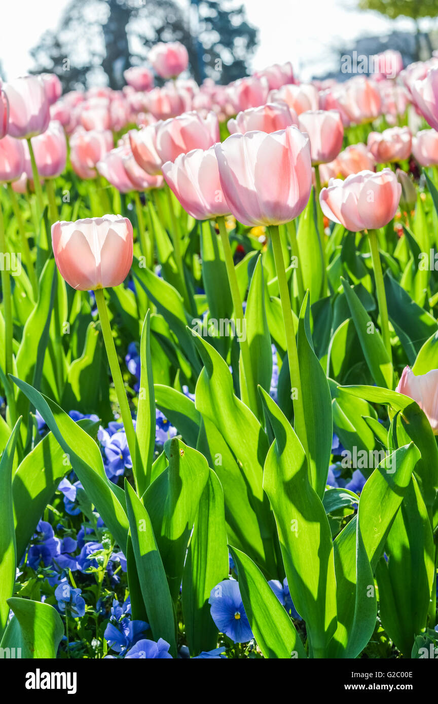Backlit pink tulip petals hi-res stock photography and images - Alamy
