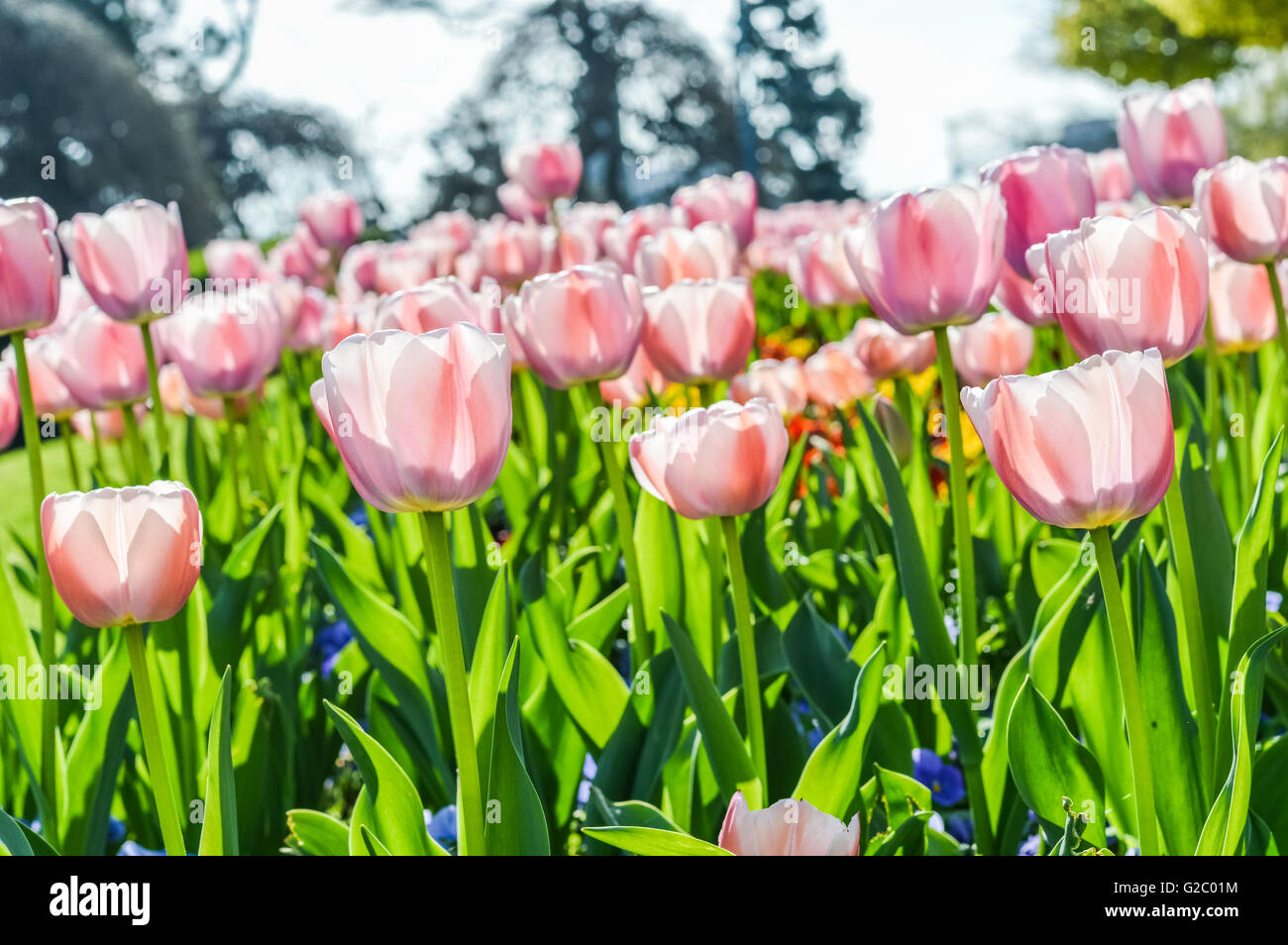 Backlit pink tulip petals hi-res stock photography and images - Alamy