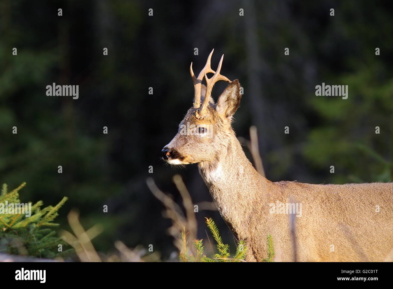 portrait of wild roe deer buck ( Capreolus capreolus ) Stock Photo