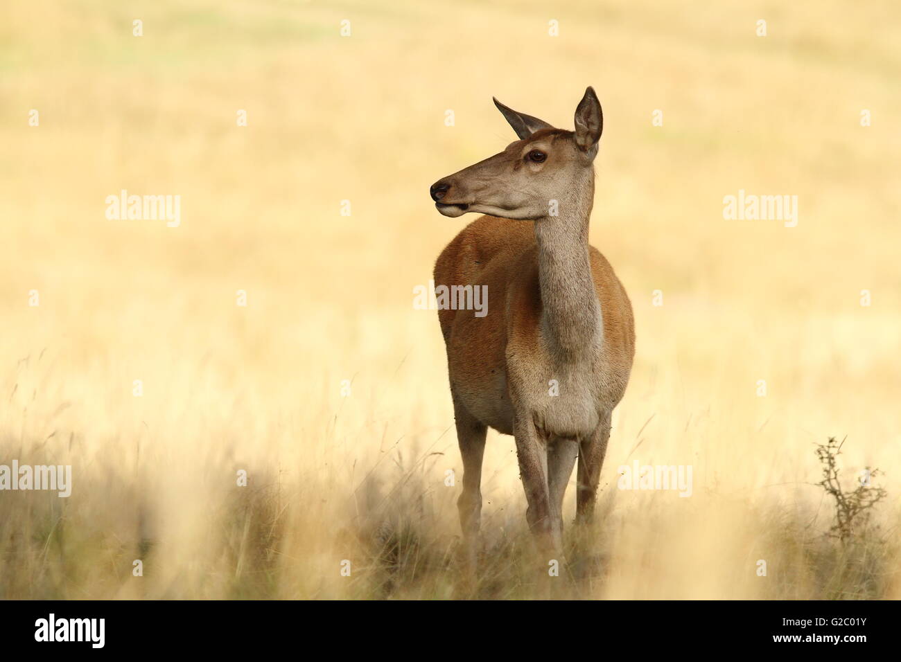 red deer doe standing in a glade ( Cervus elaphus ) Stock Photo