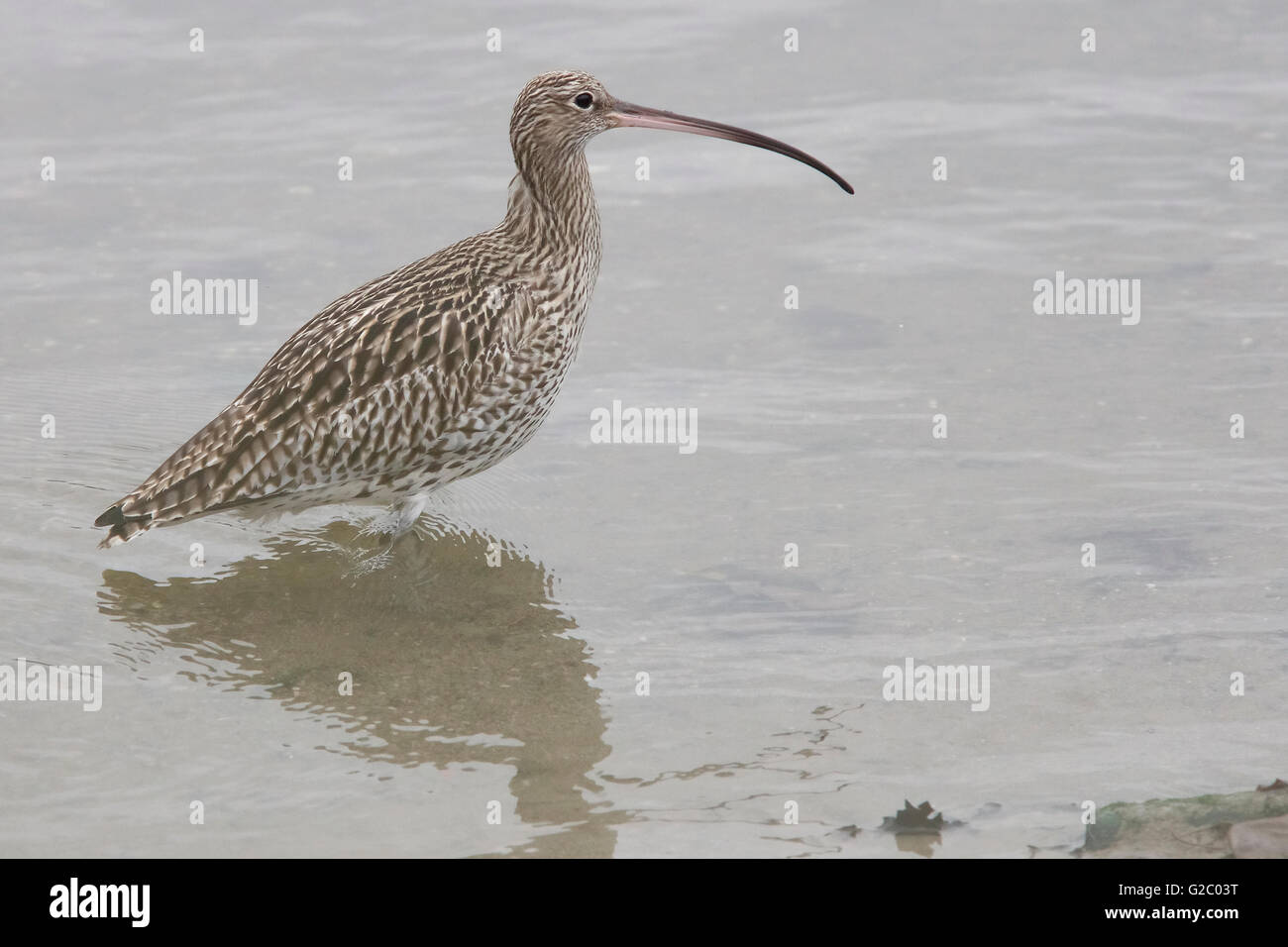 Curlew Rspb Hayle Estuary Rspb Reserve High Resolution Stock Photography and Images ...