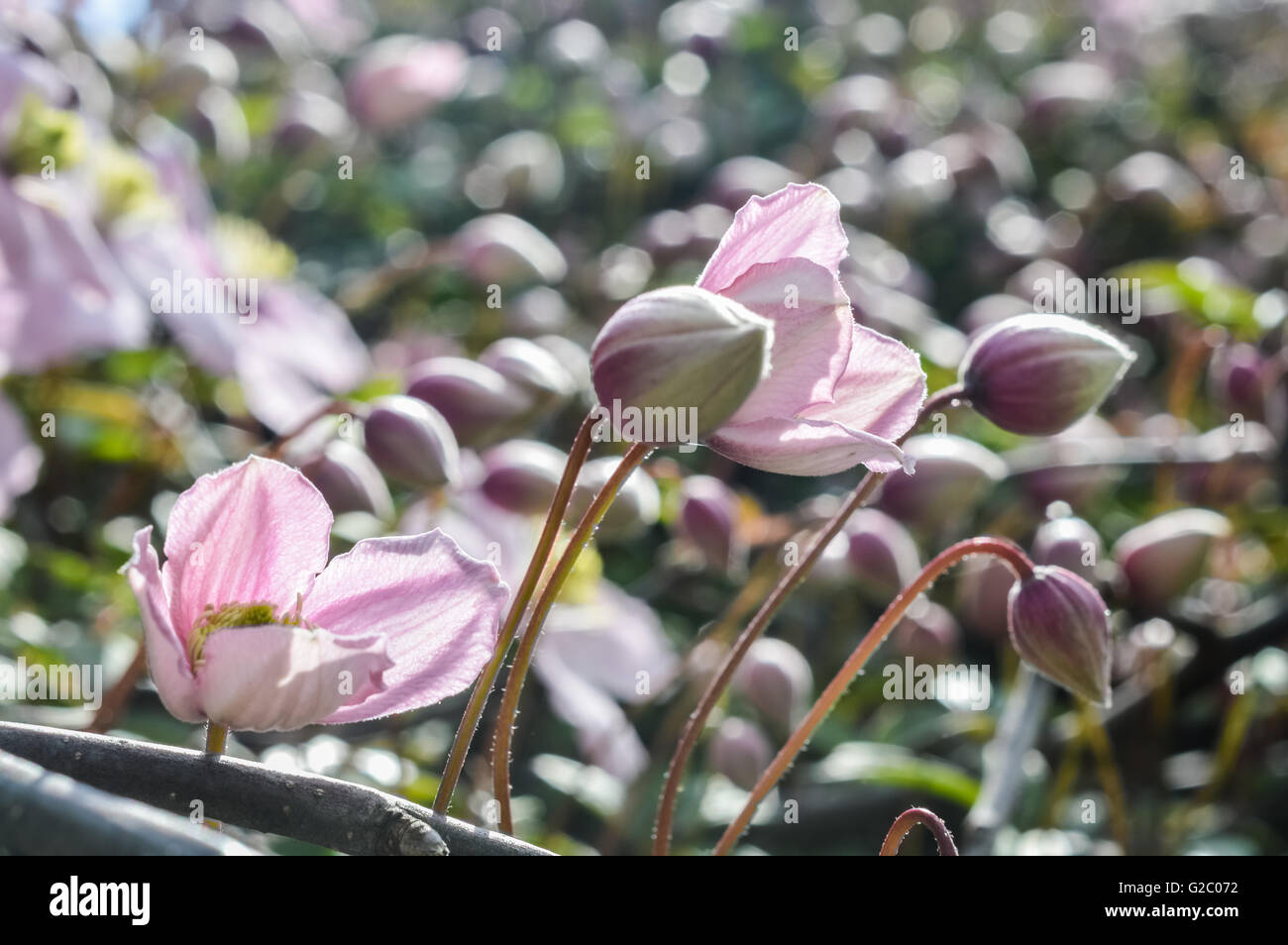 striped blossoms of Clematis montana with buds Stock Photo