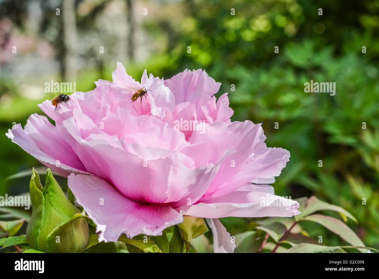 pink giant peony flower with bees Stock Photo