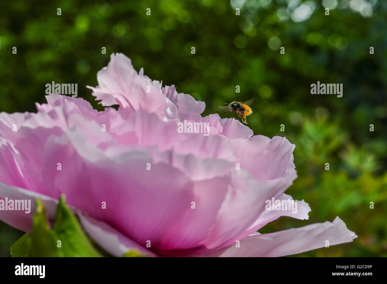 pink giant peony flower with bee flying over it - bee gives the idea of the real size of the flower Stock Photo