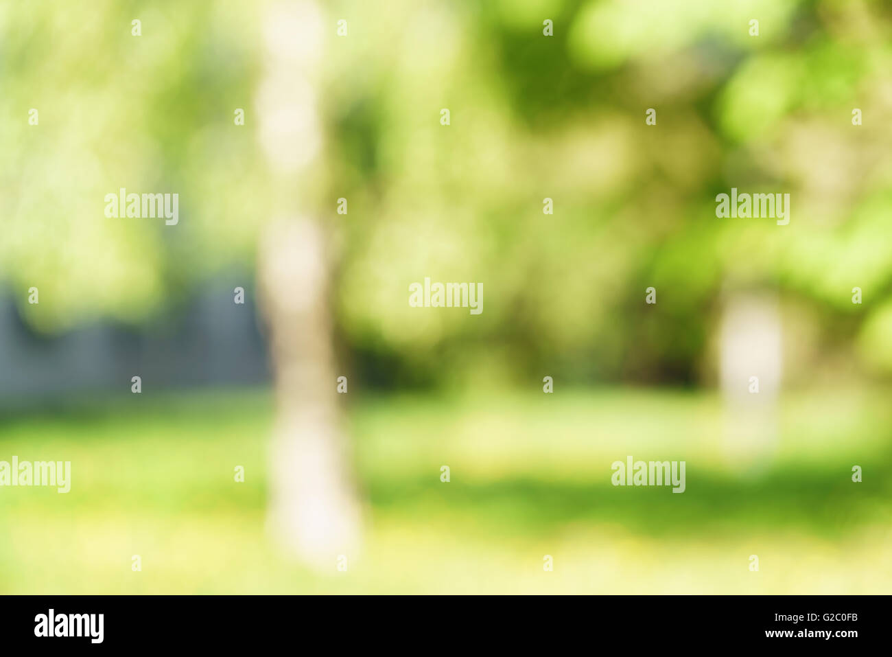 blurred background of green park in summer Stock Photo - Alamy