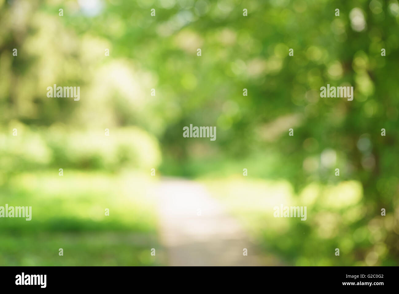 blurred background of green park in summer Stock Photo - Alamy