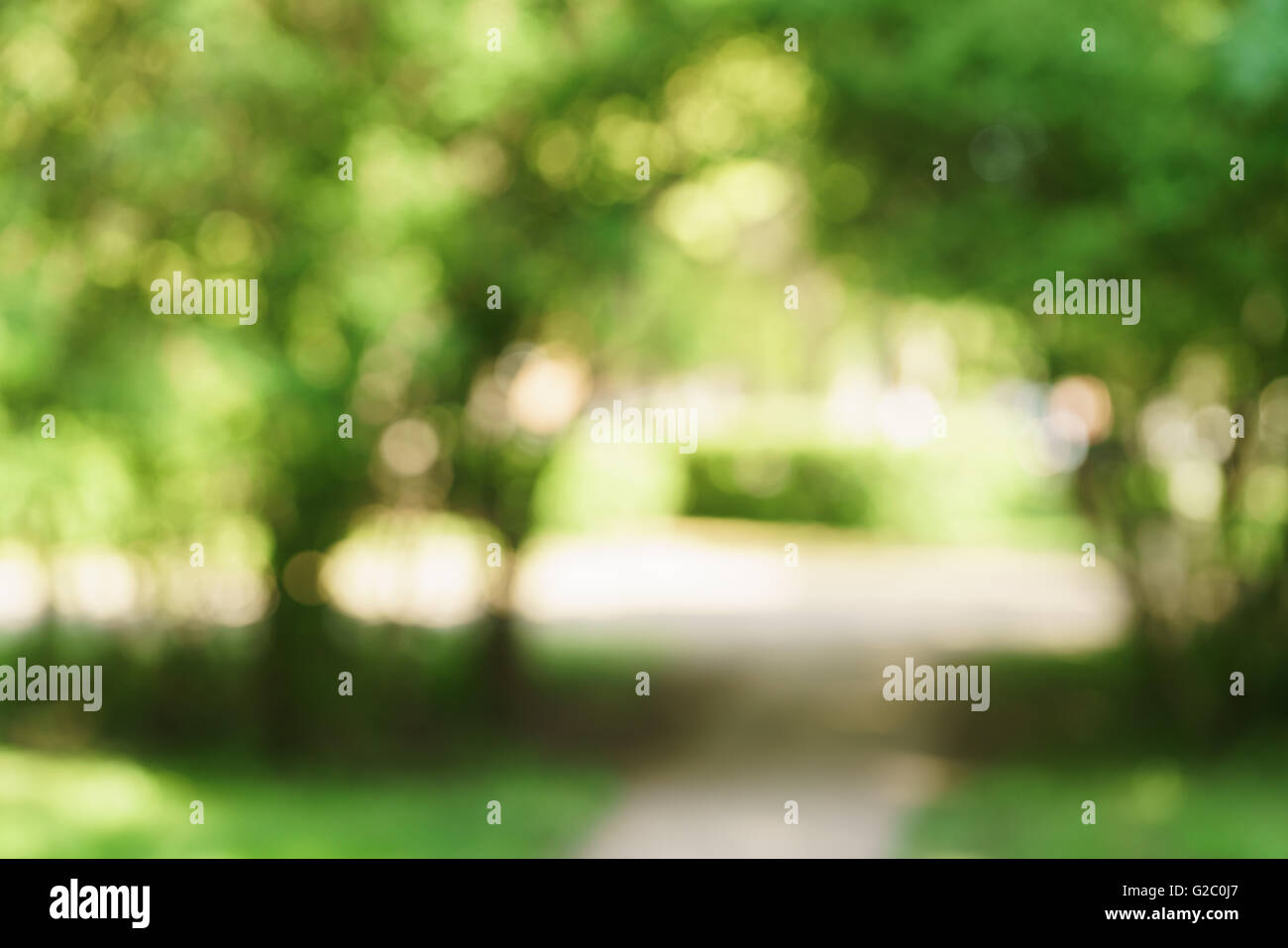 blurred background of green park in summer Stock Photo - Alamy