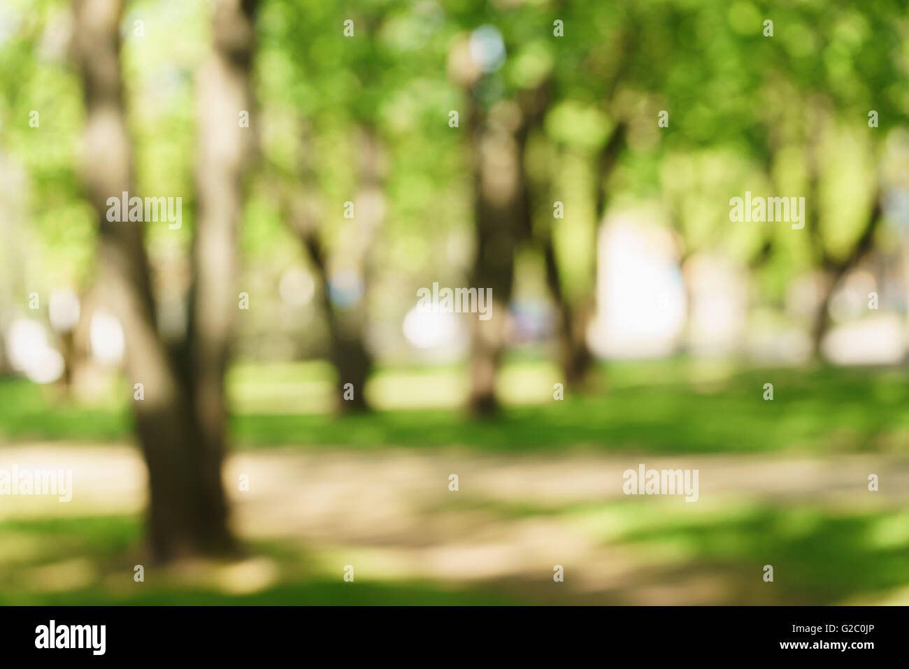 blurred background of green park in summer Stock Photo - Alamy