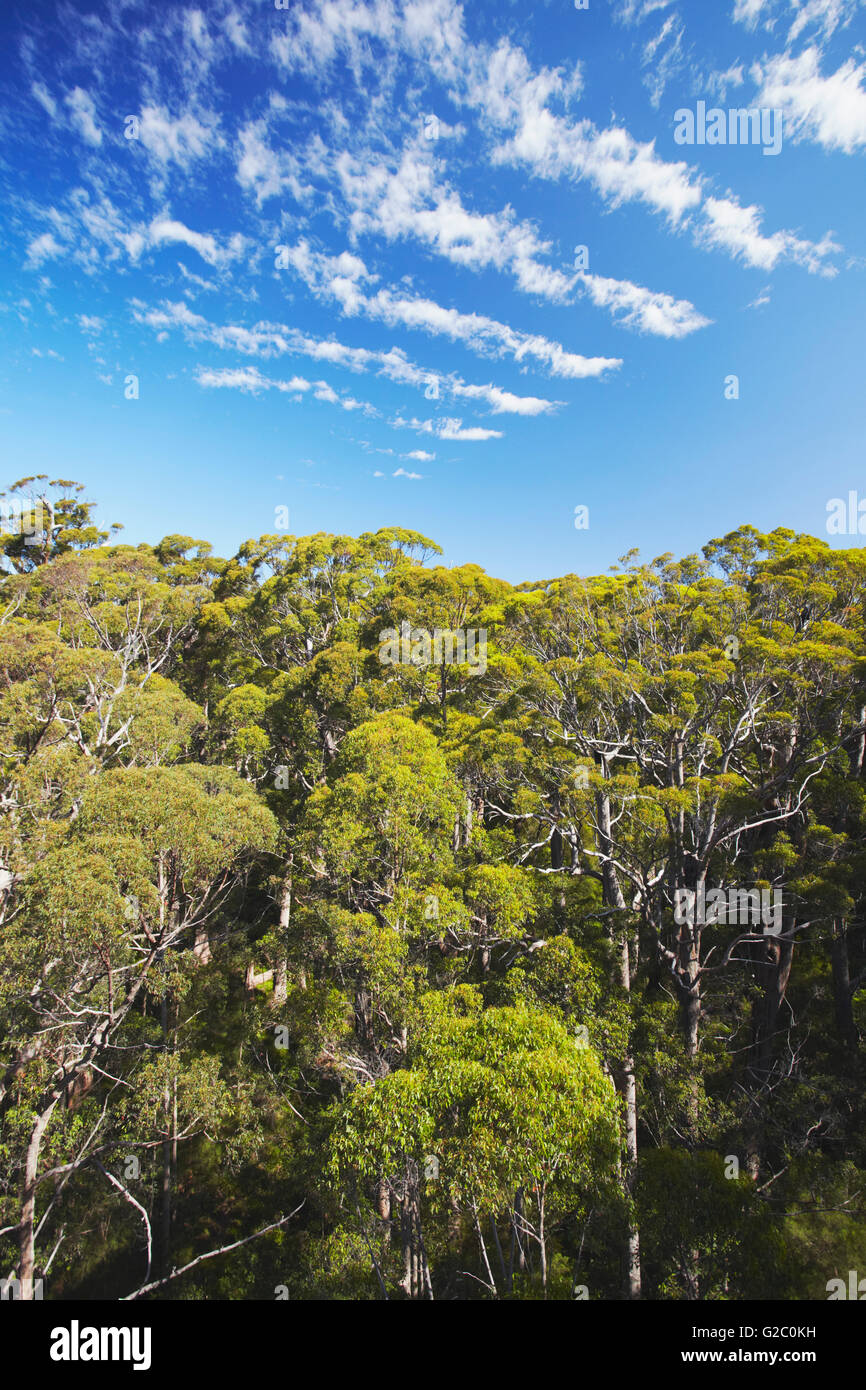 View of tingle trees from Treetop Walk in Valley of the Giants, Walpole, Western Australia, Australia Stock Photo