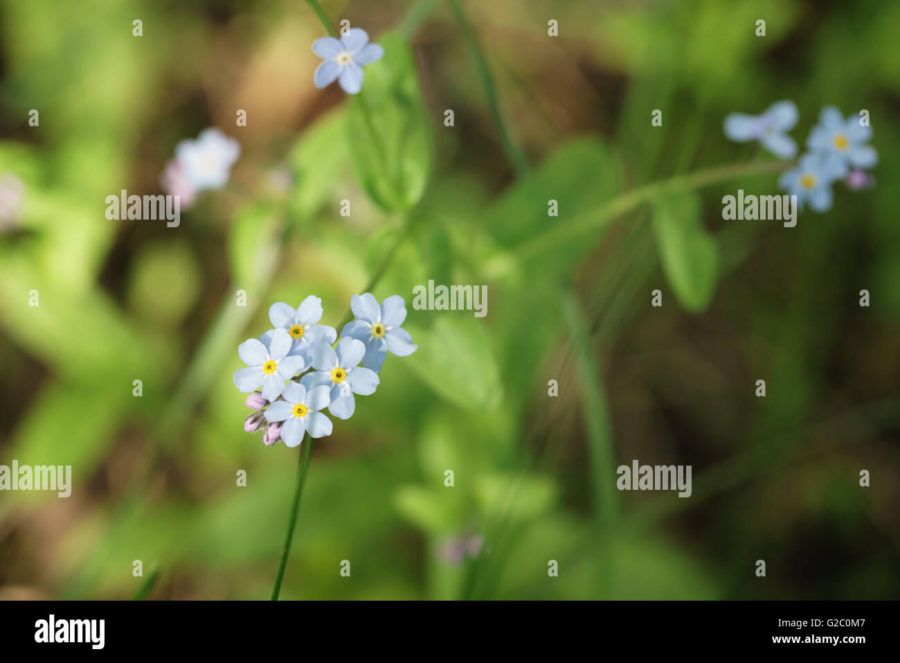 forget me not flowers in spring sunny day Stock Photo - Alamy
