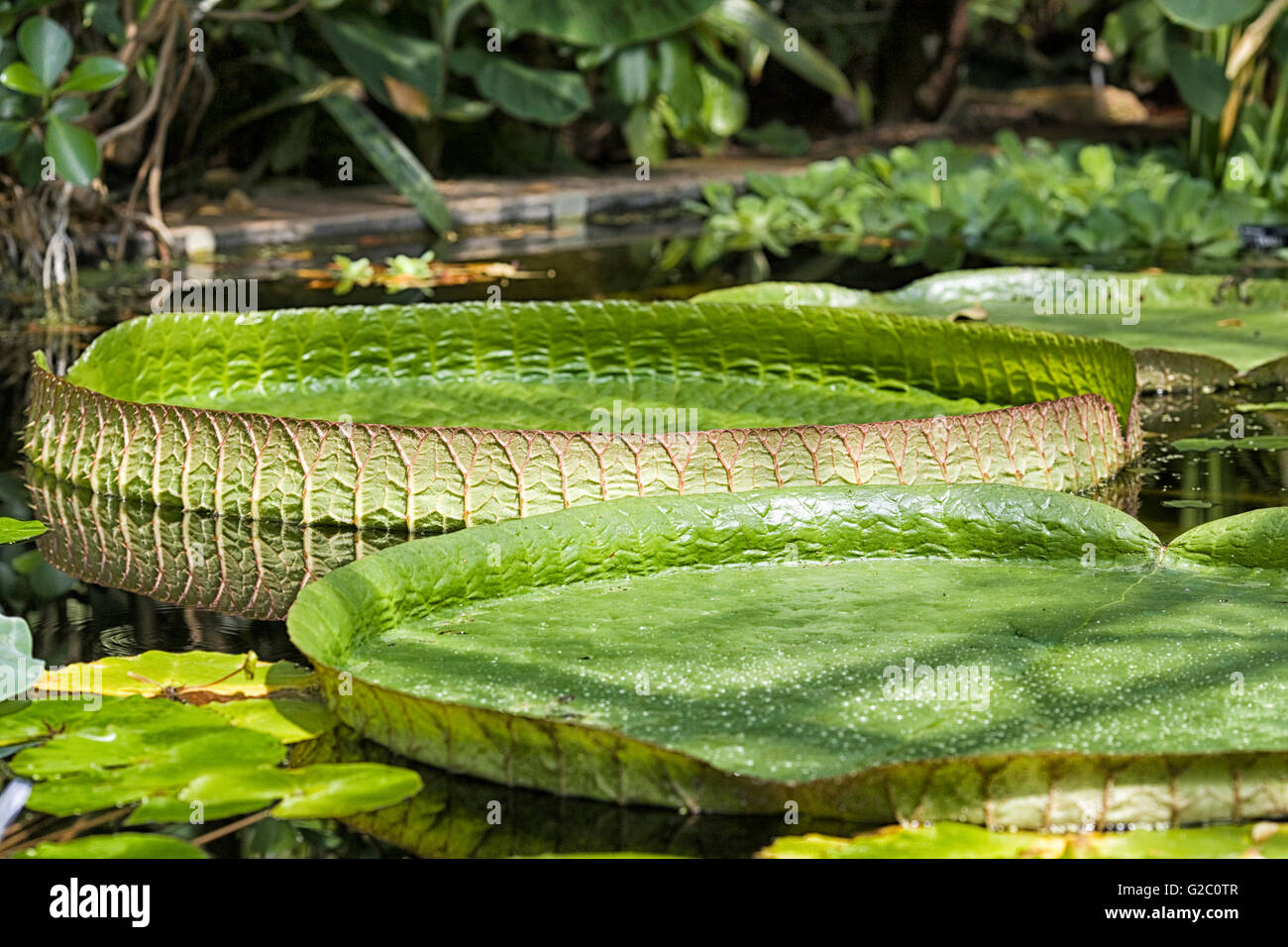 Water Lilies, Nymphaea in garden pond Stock Photo