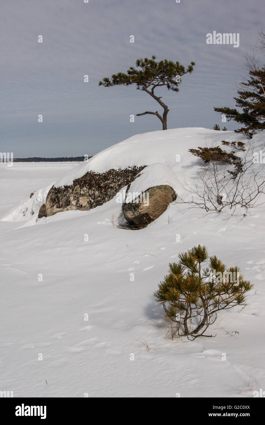 A stunted white pine tree maintains a lonely vigil on an island in Namakan Lake, Voyageurs National Park, Minnesota USA Stock Photo