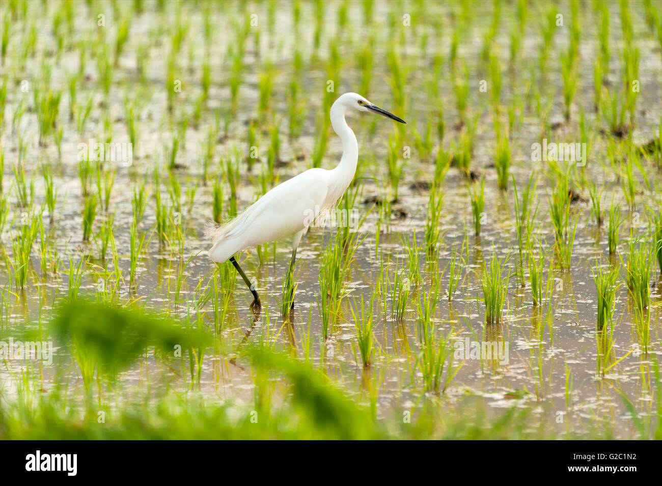 Egret Bird in Rice field new born in soft light Stock Photo - Alamy