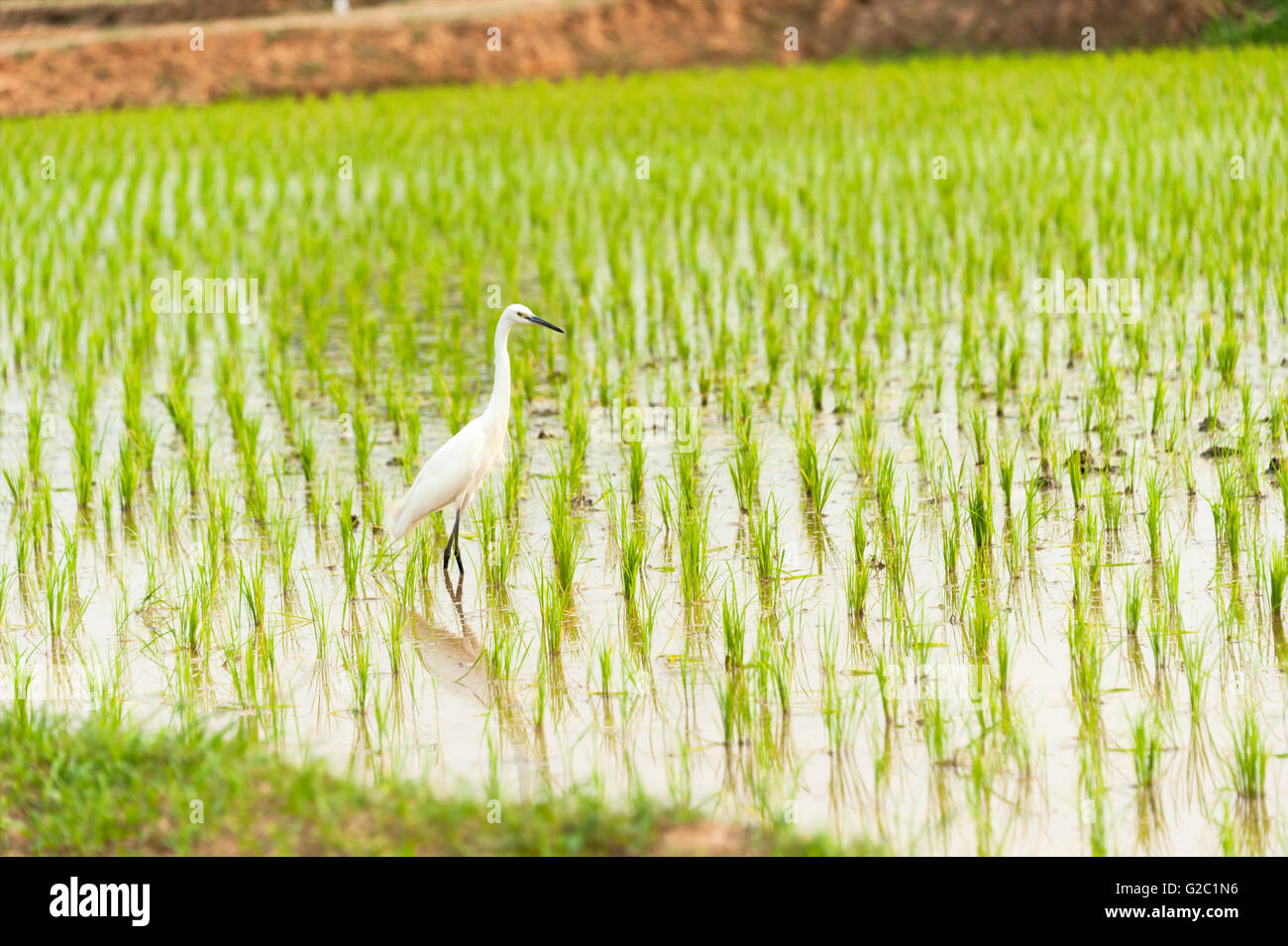 Egret Bird in Rice field new born in soft light Stock Photo Alamy