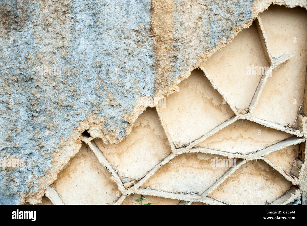 An Bark tree texture in soft light Stock Photo - Alamy