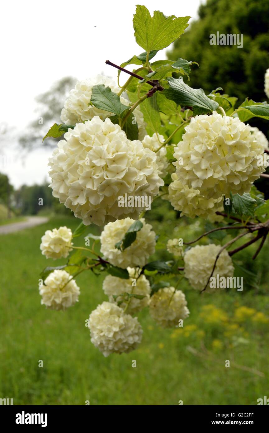 Flower of white color in the shape of pompom on the background of greenery. Stock Photo