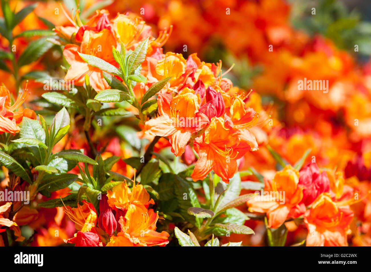 Azalea mollis Orange ( Ericaceae ) Stock Photo
